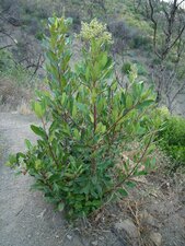 Heteromeles arbutifolia Bud